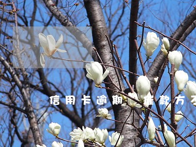信用卡逾期 催款方不让协商 信用卡逾期 催款方不让协商
